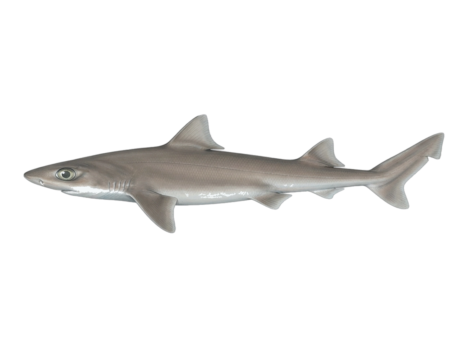 Cuban dogfish