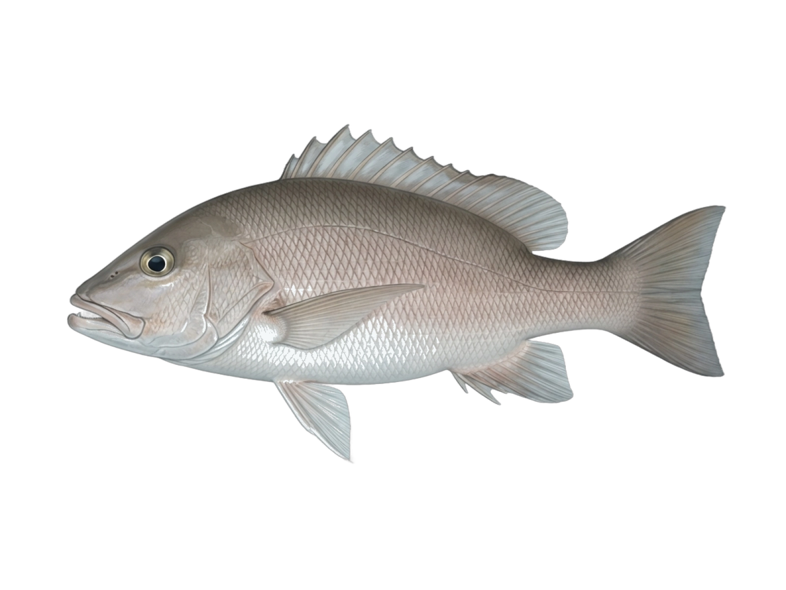 Cubera snapper