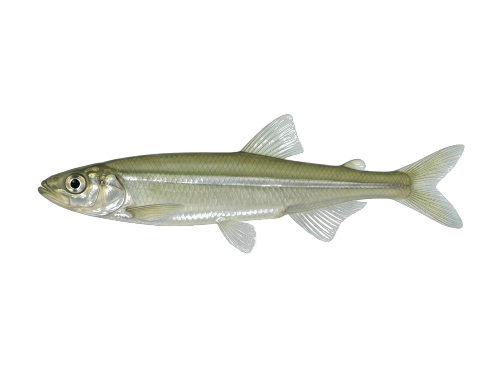 Cucumberfish