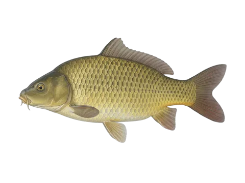 Common carp (Cyprinus carpio)