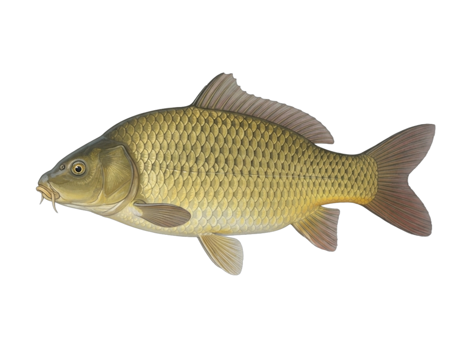 Common carp