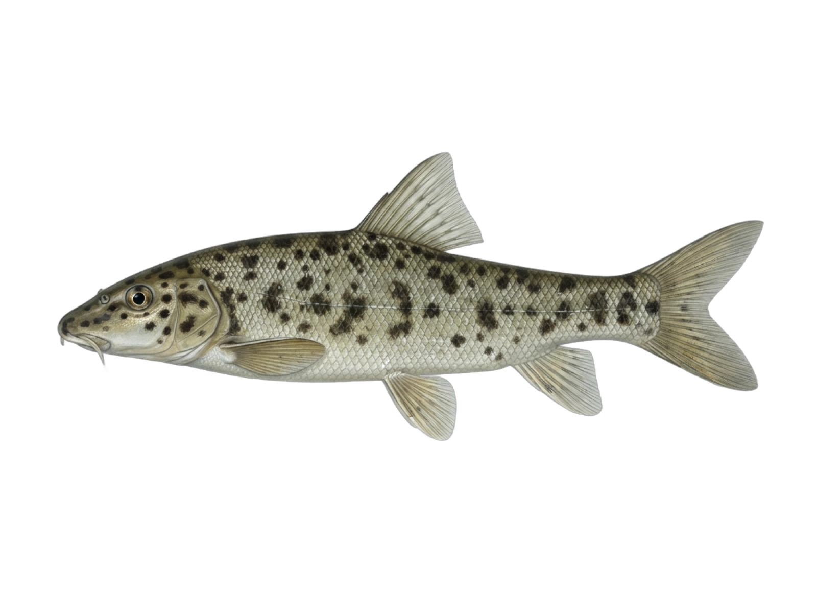 Dalmatian barbelgudgeon