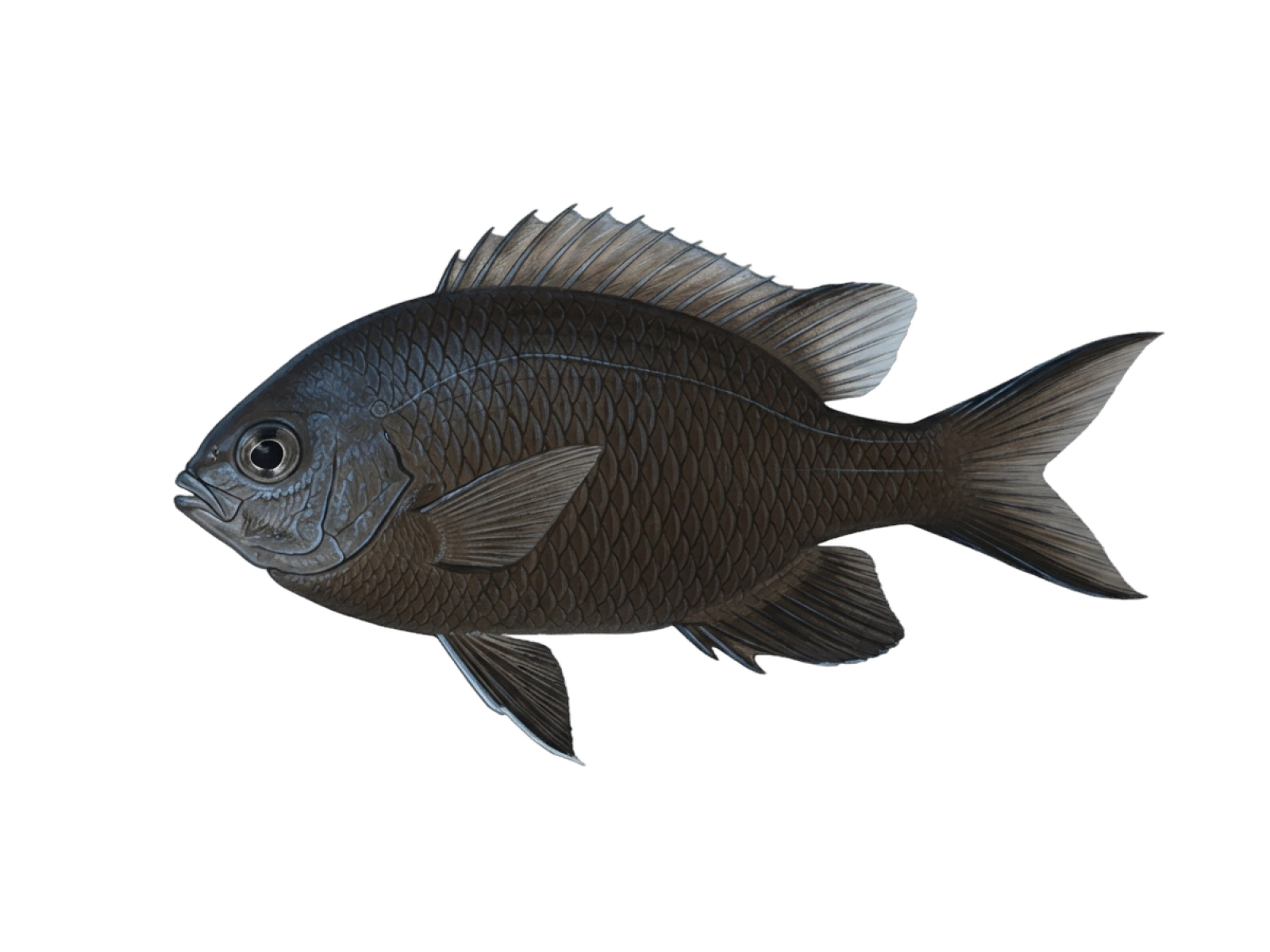 Damselfish