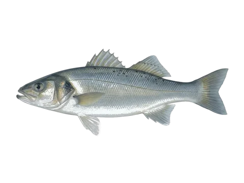 European seabass (Dicentrarchus labrax)