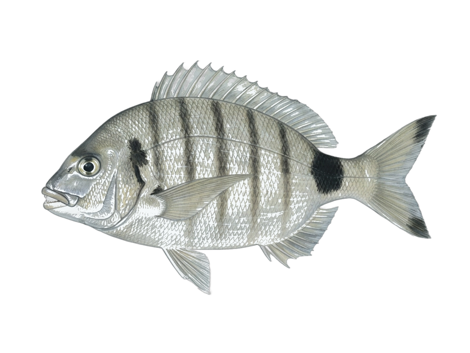 White seabream