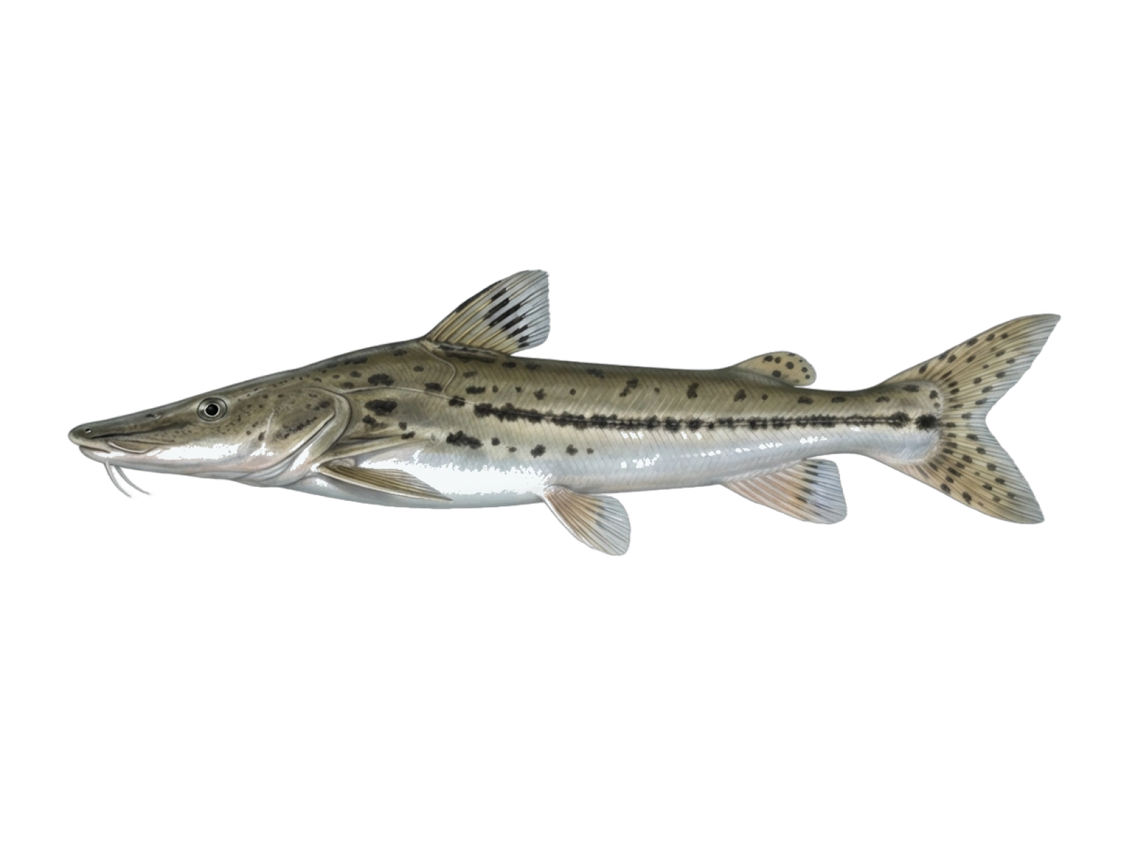 Duckbill catfish