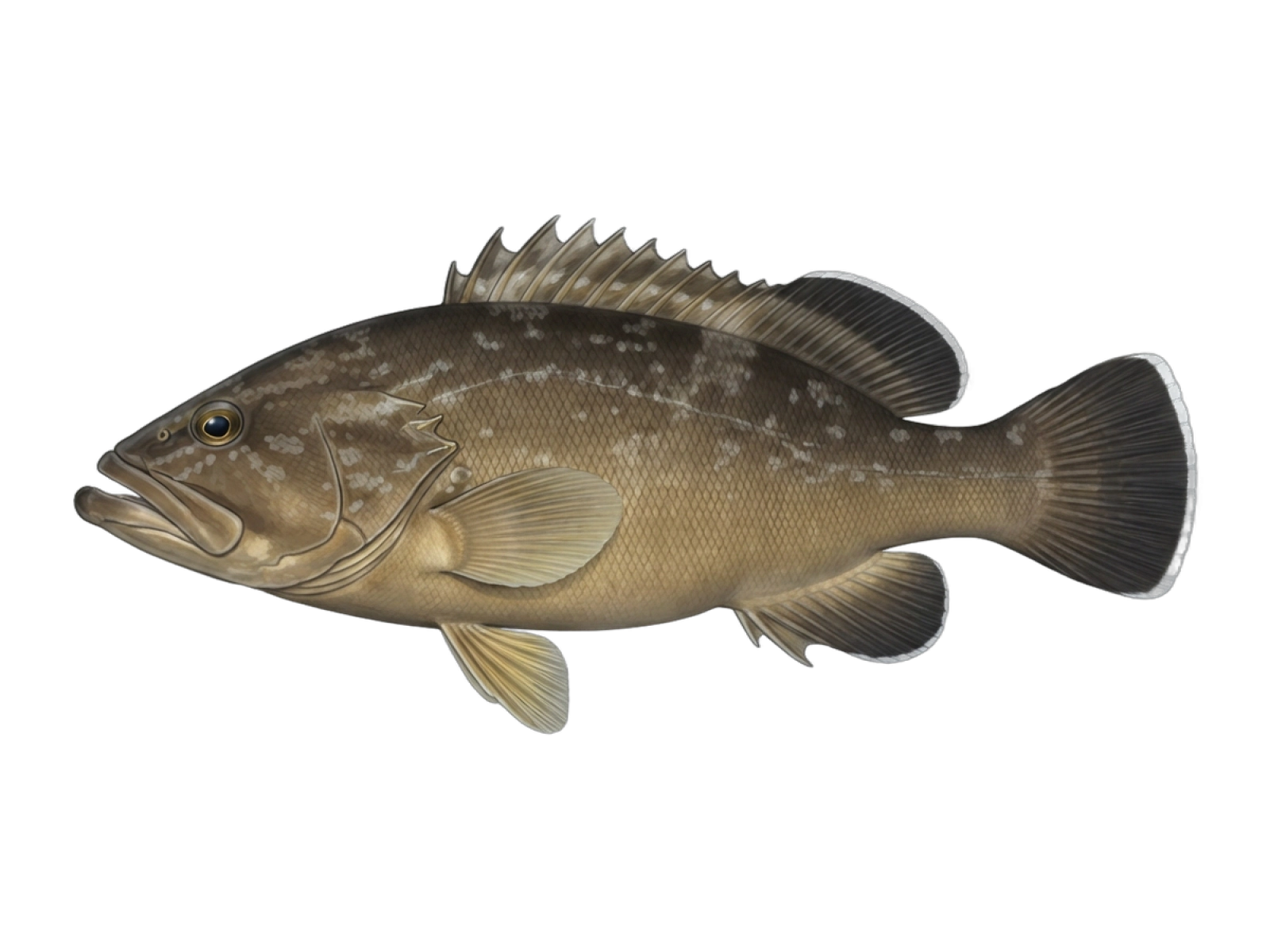 Dusky grouper