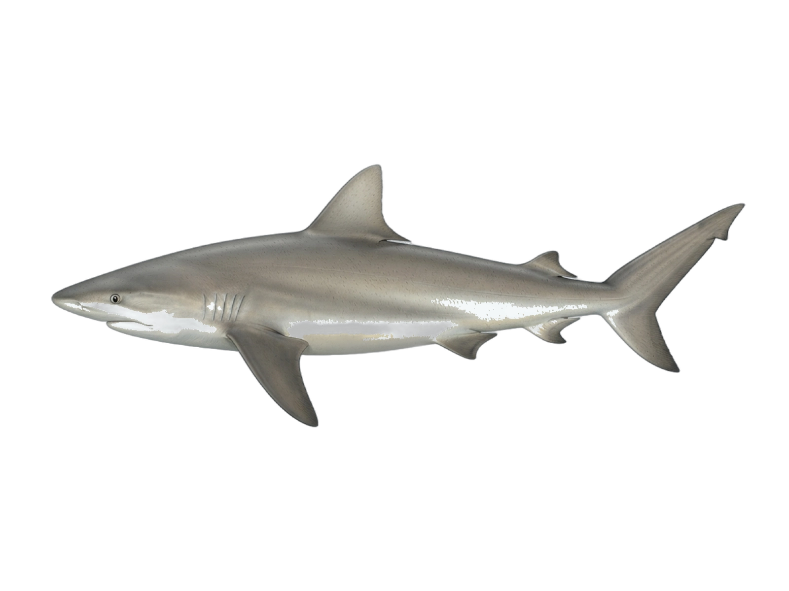 Dusky shark