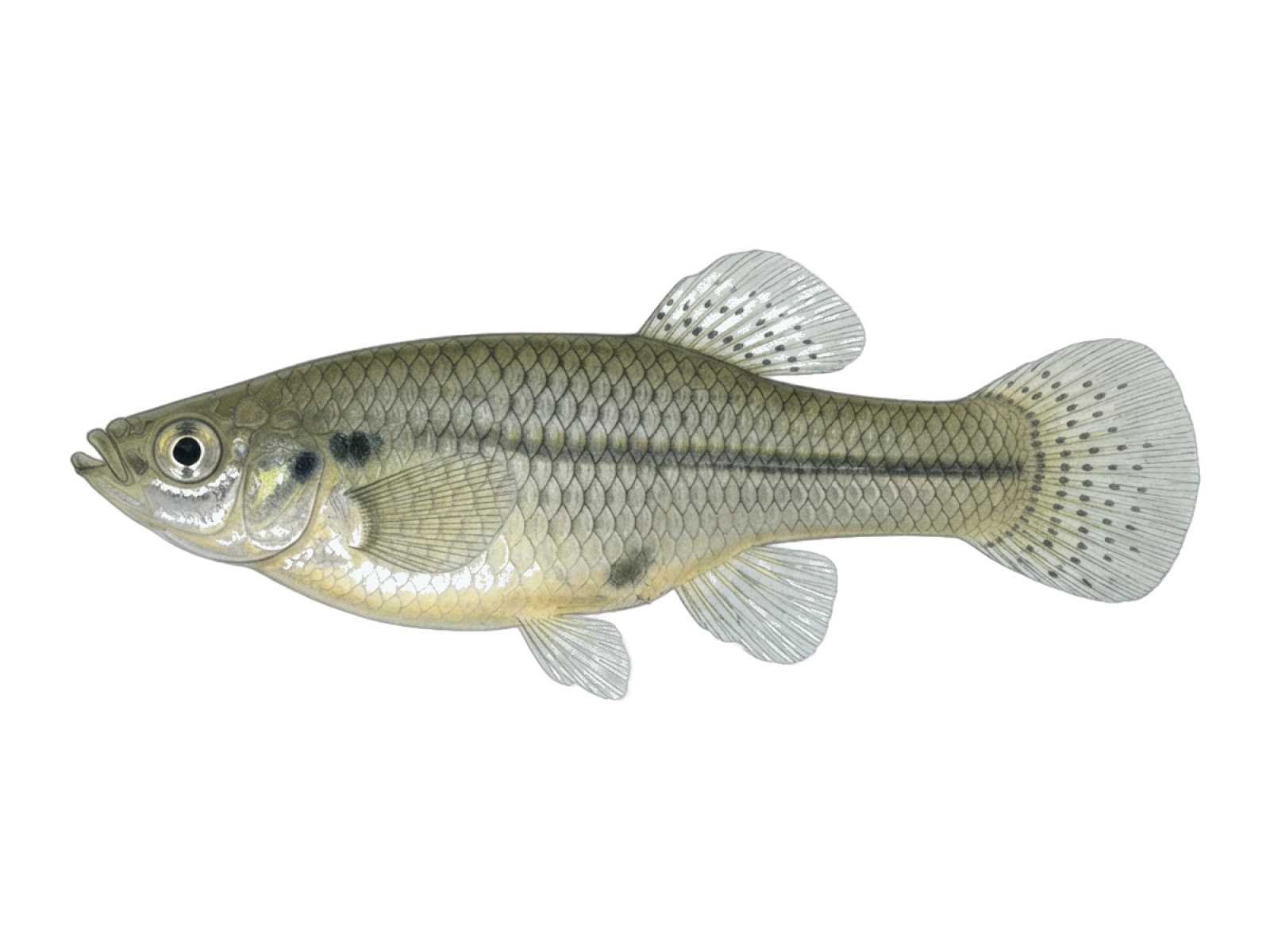 Eastern mosquitofish