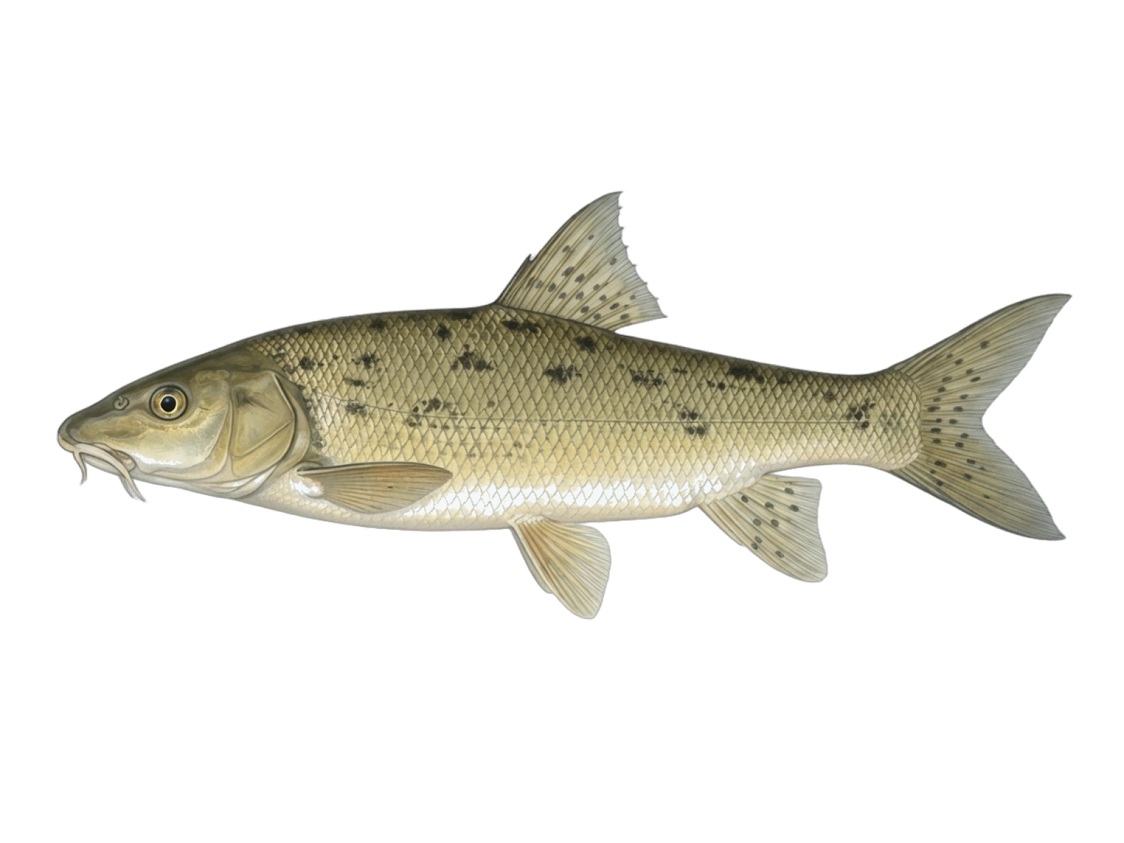 Ebro barbel