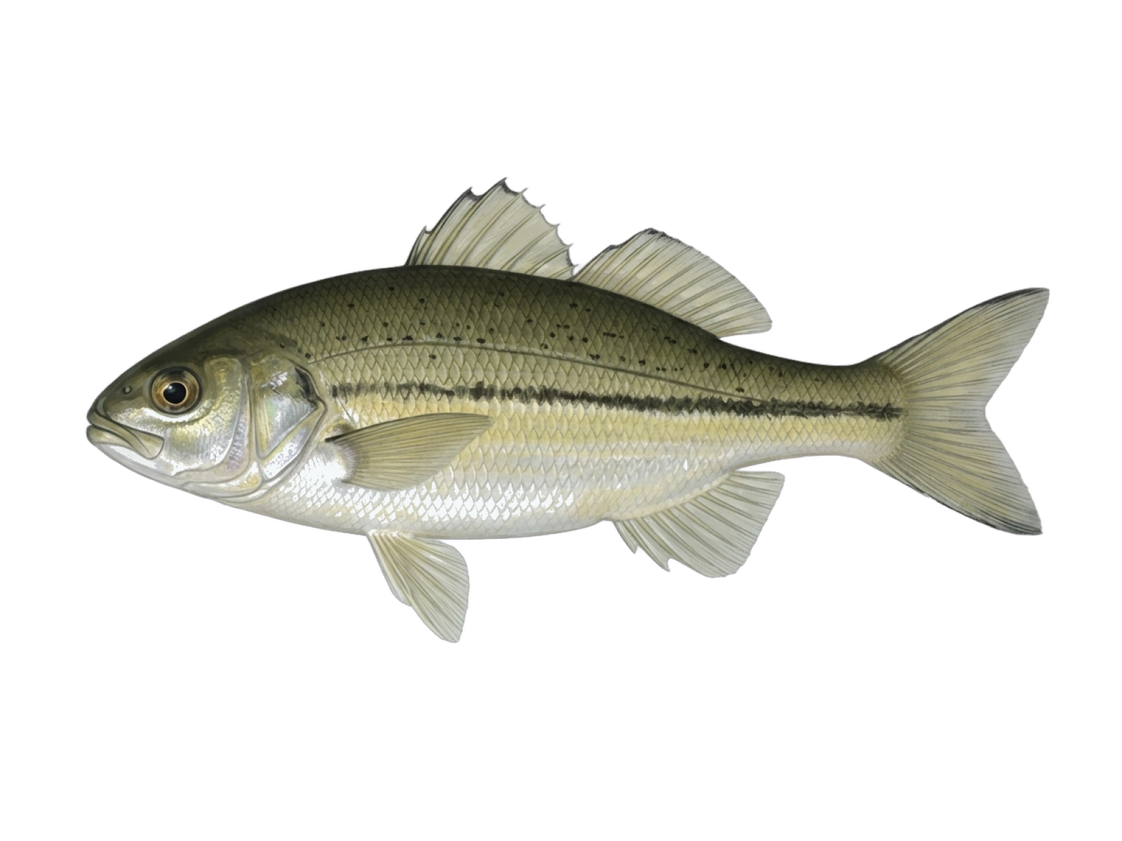 Epiros minnow