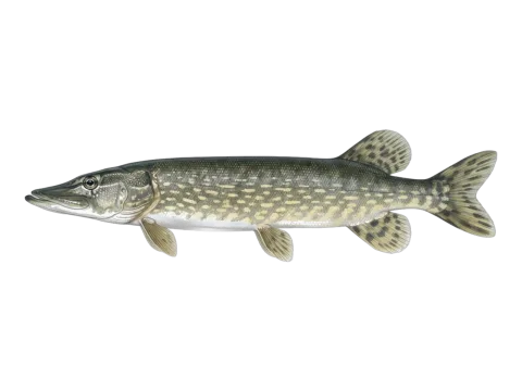 Northern pike (Esox lucius)