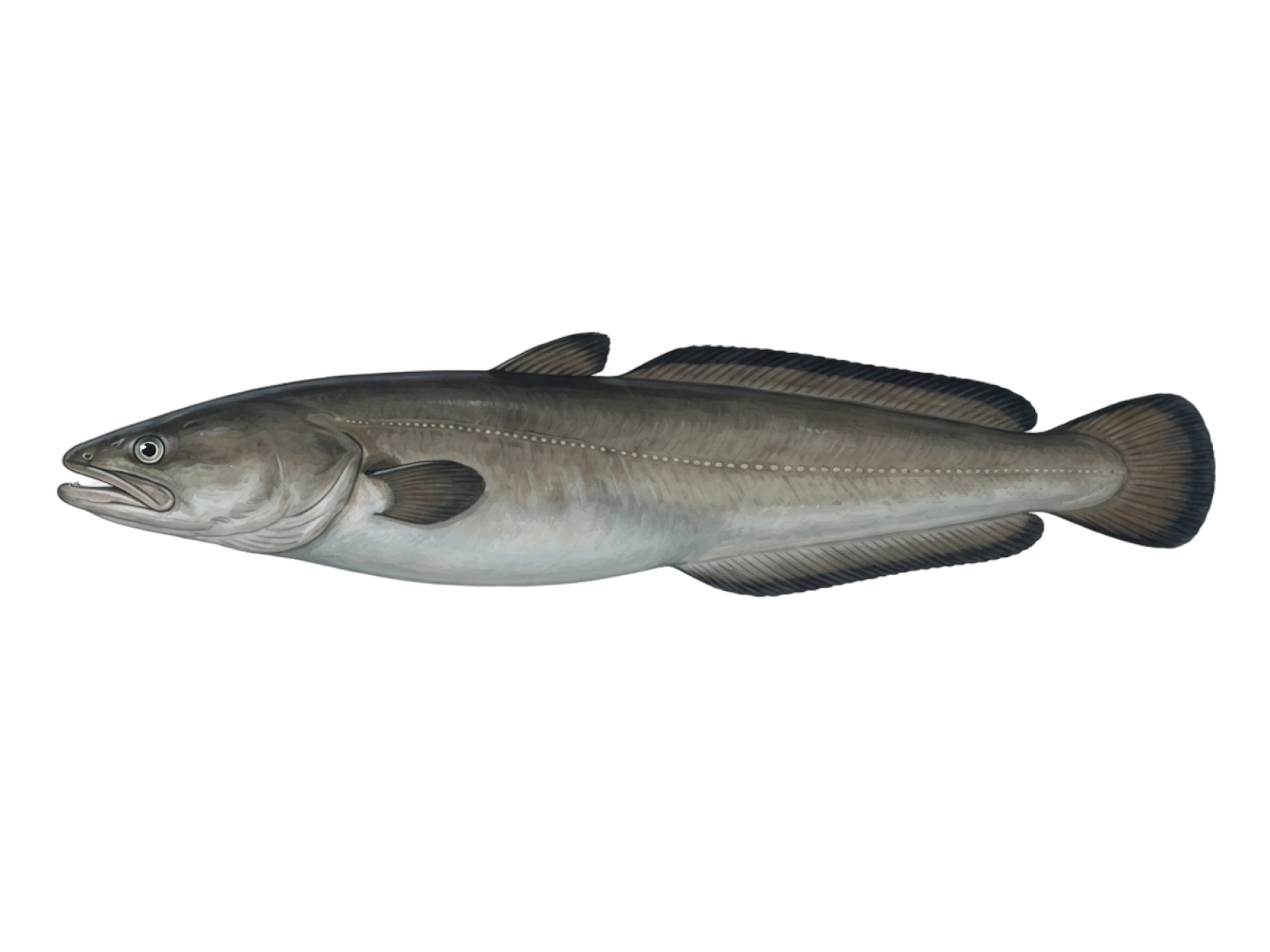 European conger