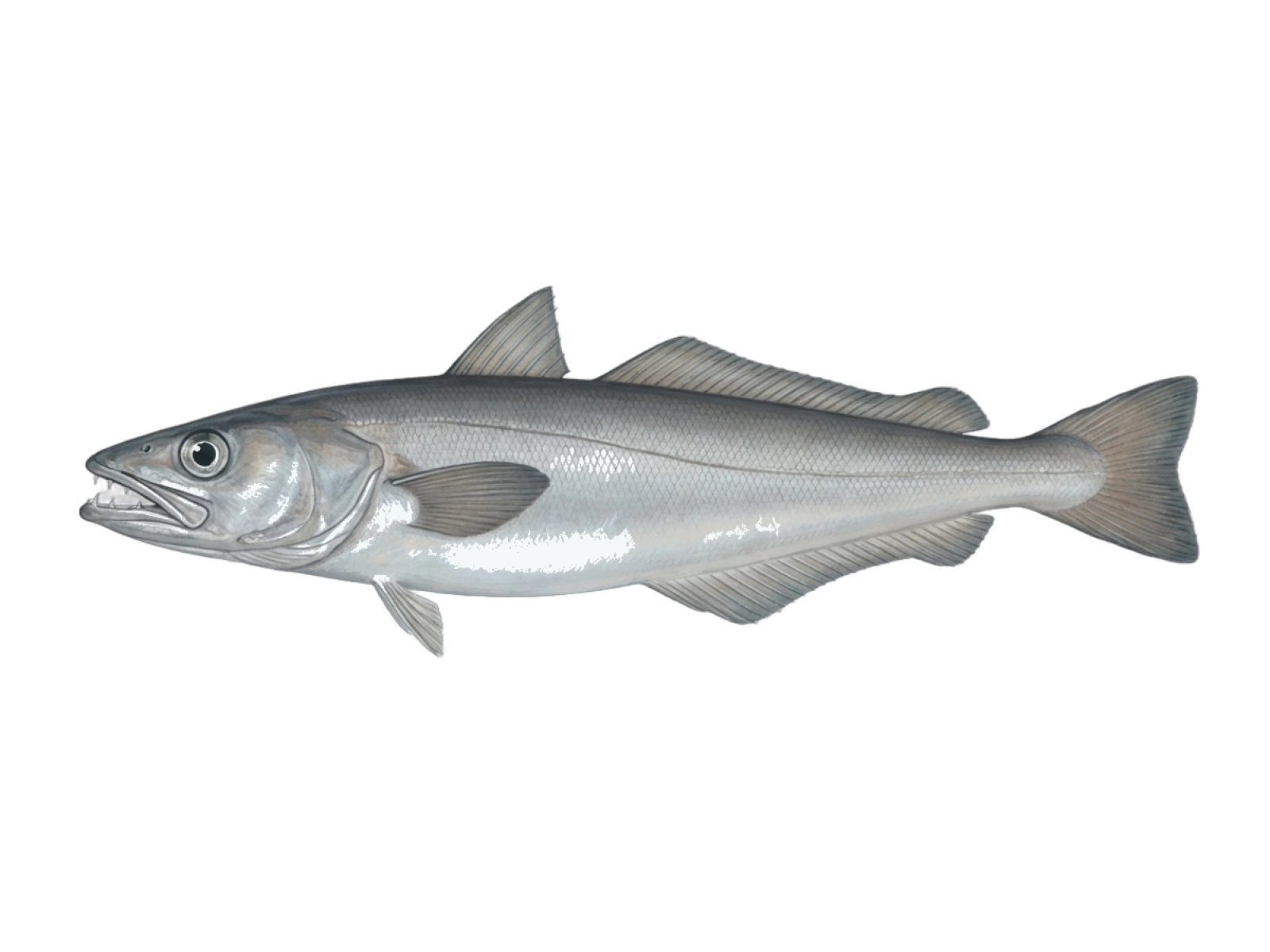European hake
