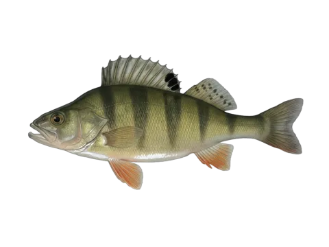 European perch (Perca fluviatilis)
