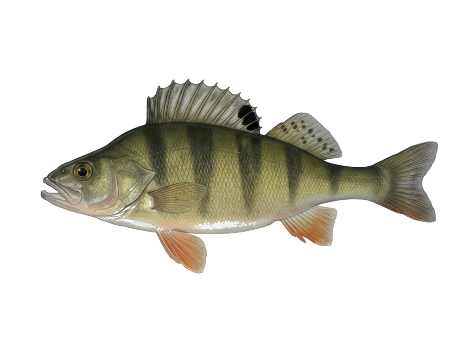 European perch