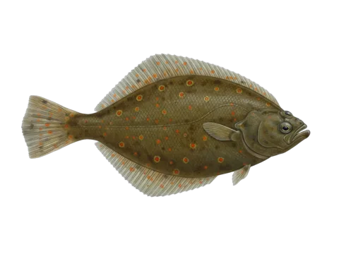 European plaice (Pleuronectes platessa)