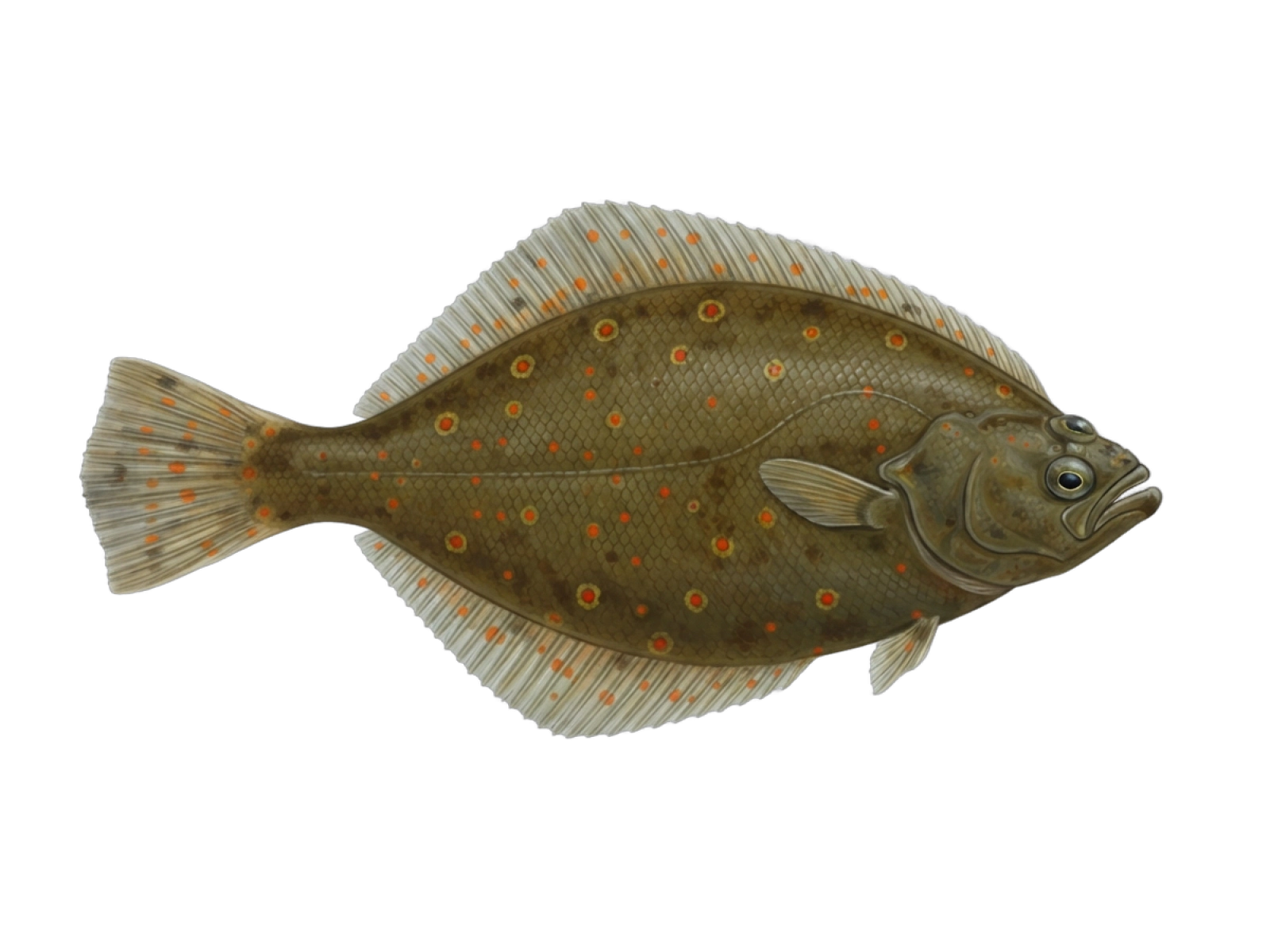 European plaice