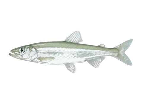 European smelt (Osmerus eperlanus)