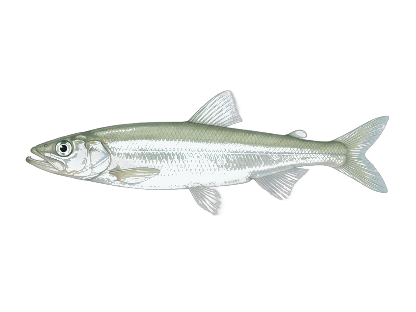 European smelt
