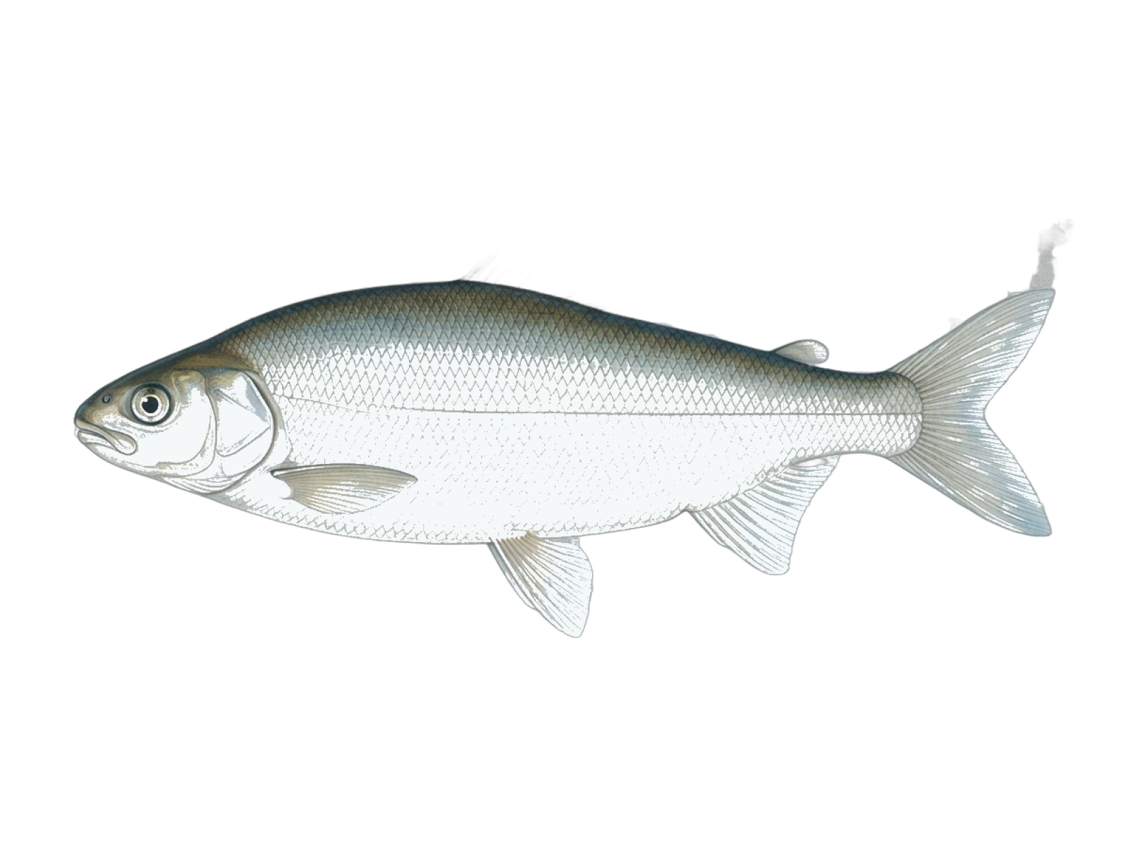 European whitefish
