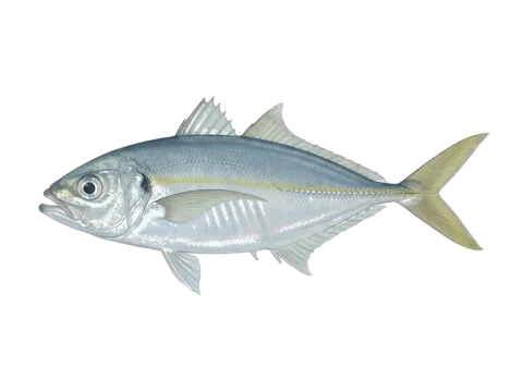 False scad (Caranx rhonchus)