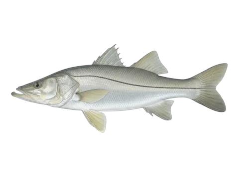 Fat snook (Centropomus parallelus)