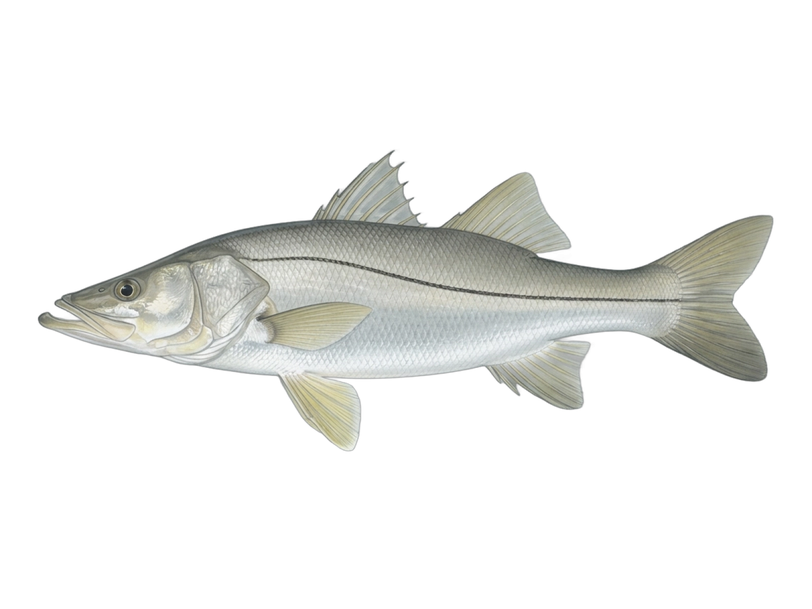 Fat snook