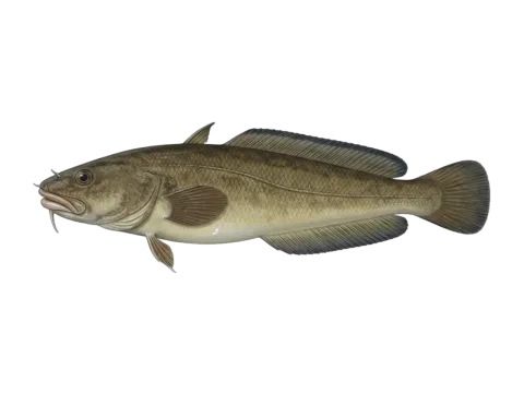 Fivebeard rockling (Ciliata mustela)