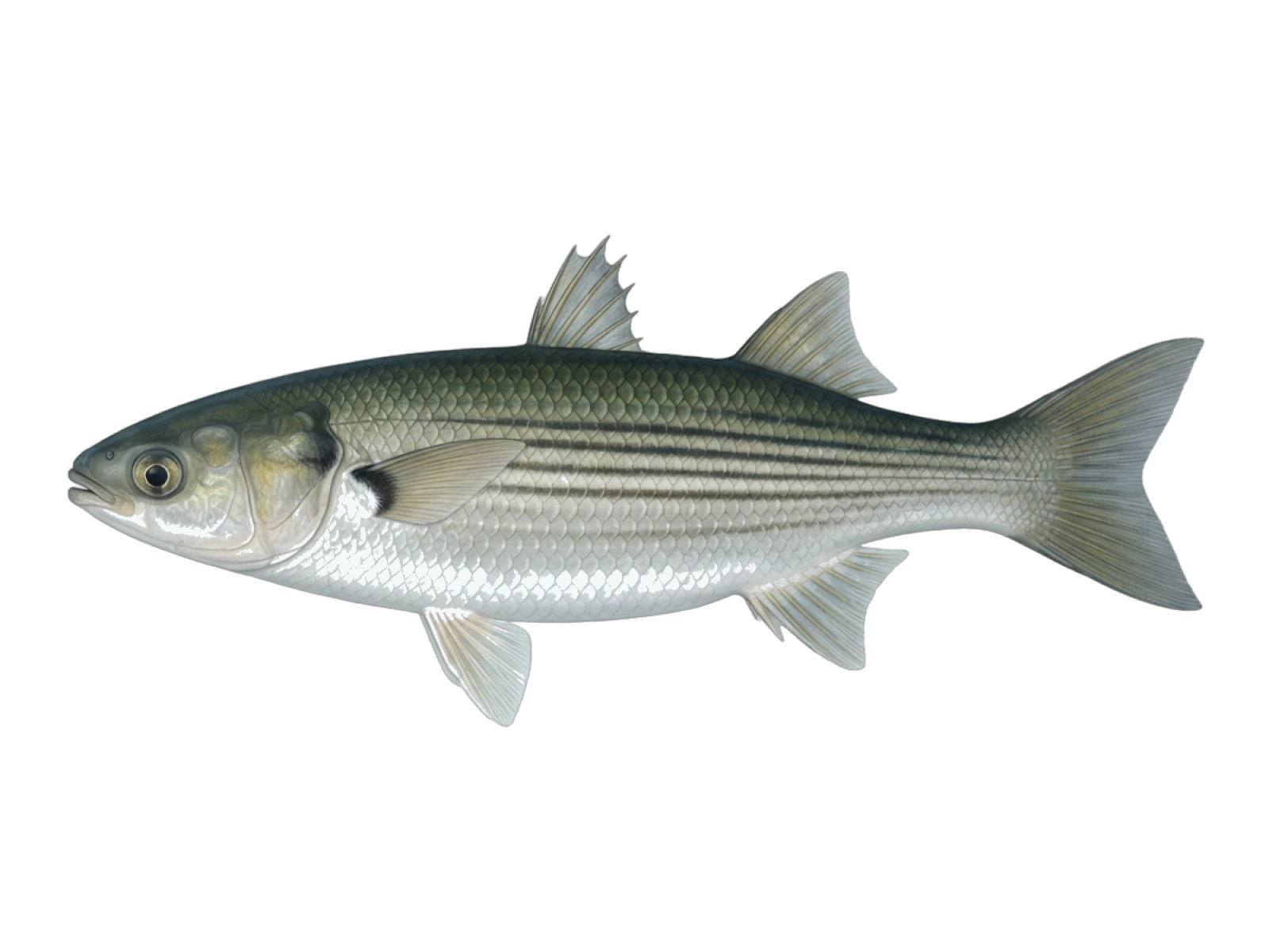 Flathead grey mullet