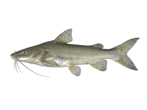 Flatwhiskered catfish (Pinirampus pirinampu)