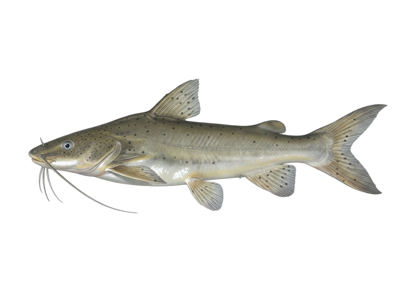 Flatwhiskered catfish