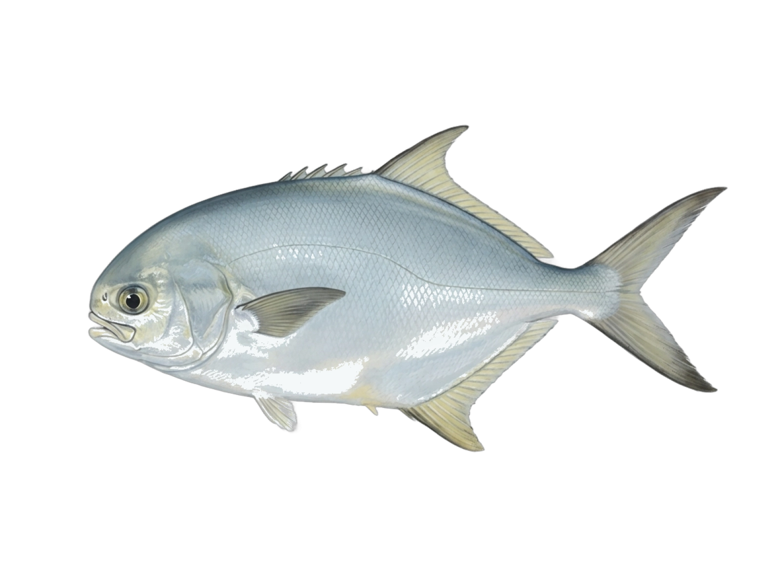 Florida pompano
