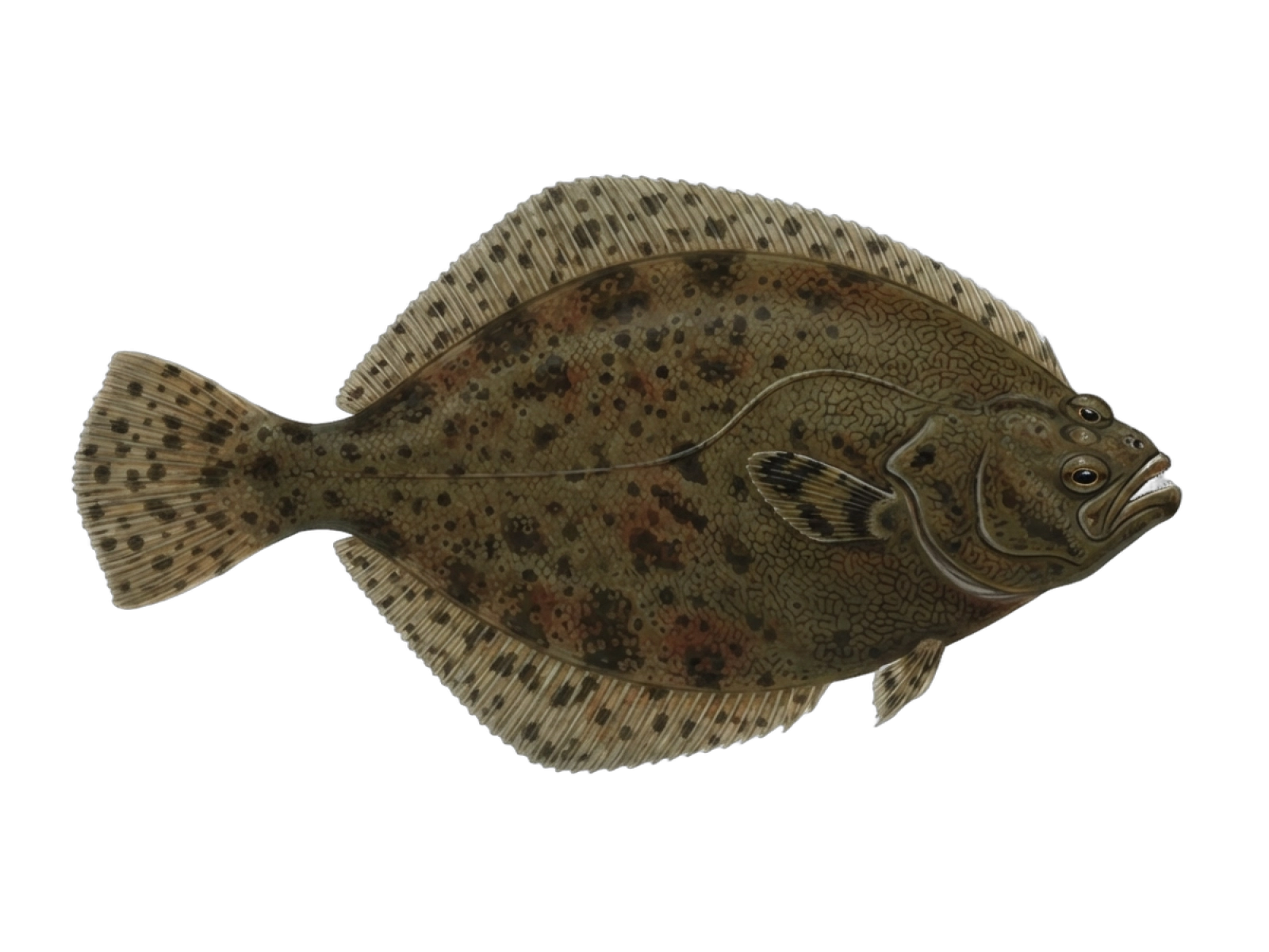 Flounder