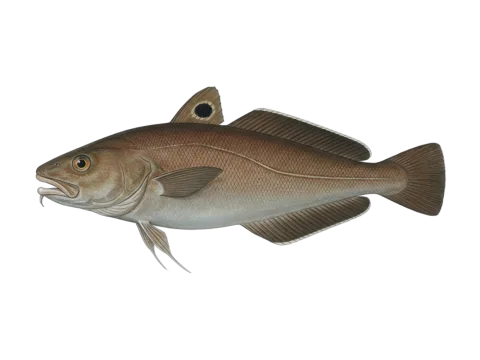 Forkbeard (Phycis phycis)