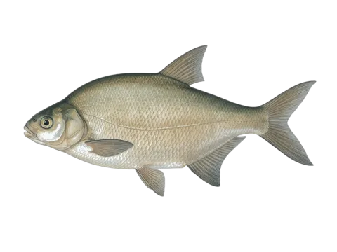 Freshwater bream (Abramis brama)