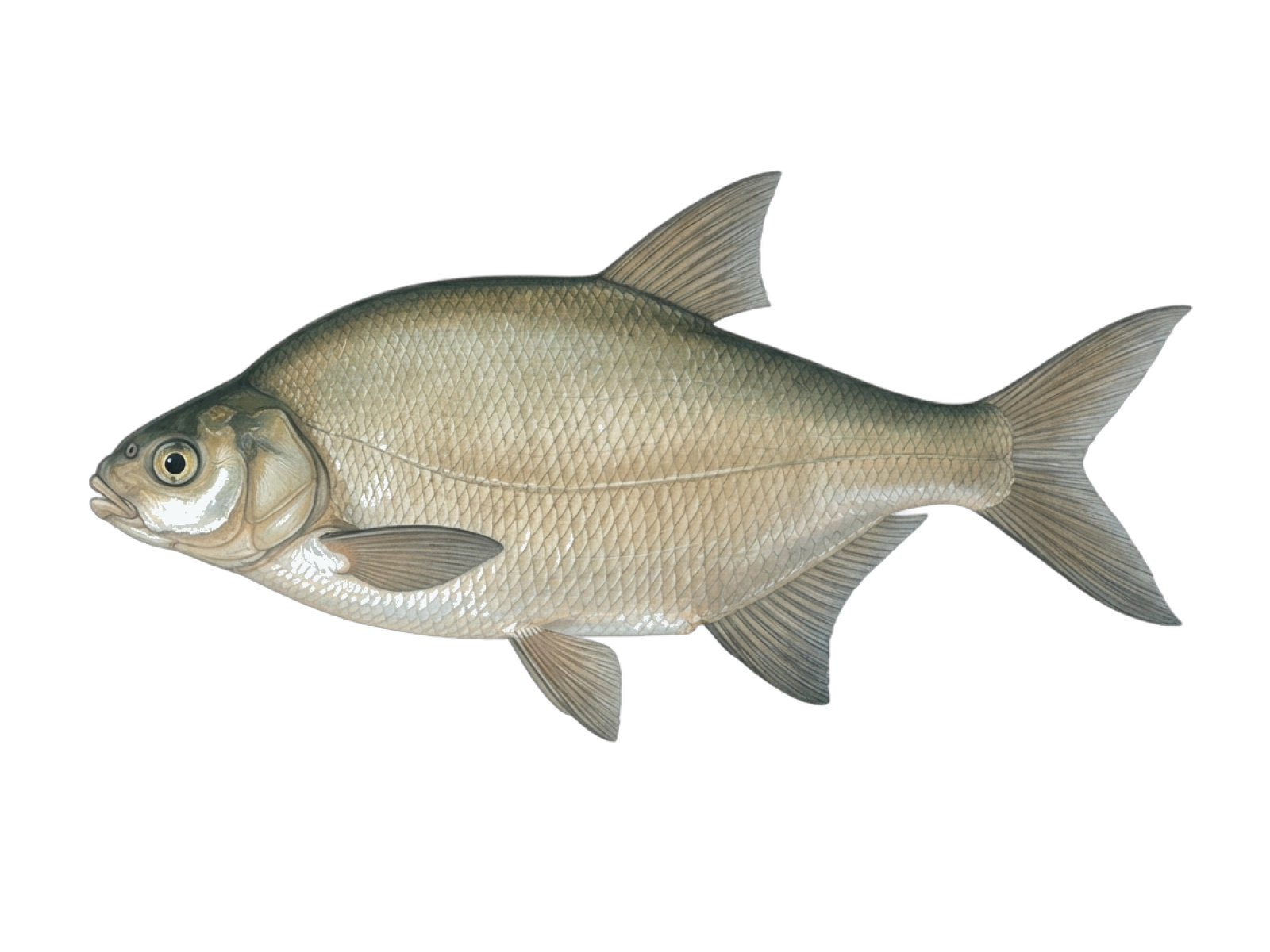 Freshwater bream