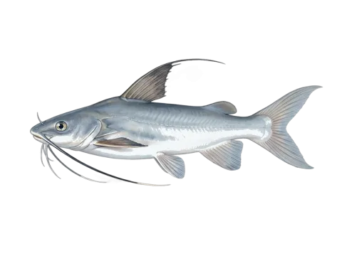 Gafftopsail sea catfish (Bagre marinus)