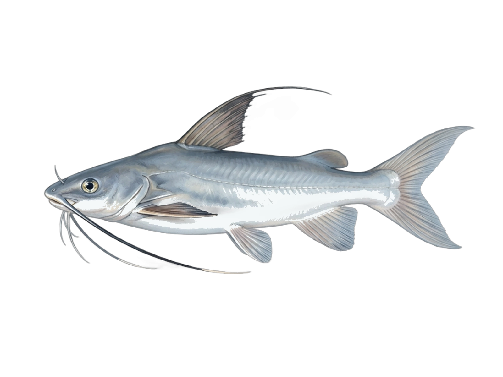 Gafftopsail sea catfish