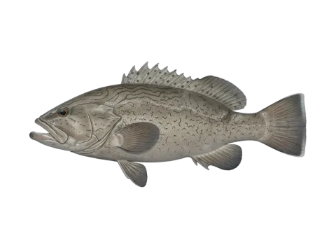 Gag (Mycteroperca microlepis)
