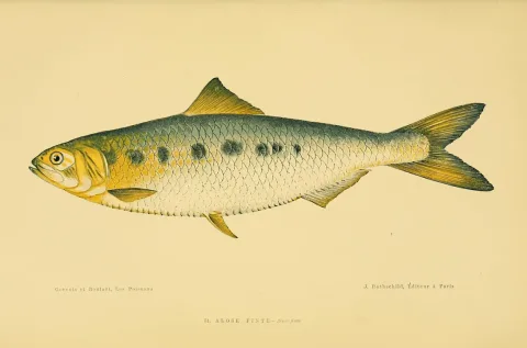 Agone — Boulart, R.; Gervais, H.; Gervais, Paul / Wikimedia Commons / Public domain