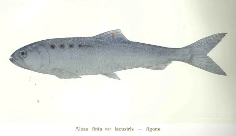Agone — Felice Supino / Wikimedia Commons / Public domain
