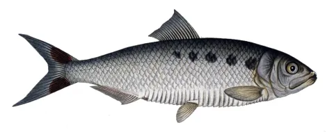 Allis shad — Krüger / Wikimedia Commons / Public domain