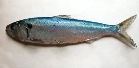 Allis shad — Isabelle Cheret, Luisa Metral / Wikimedia Commons / CC BY 4.0