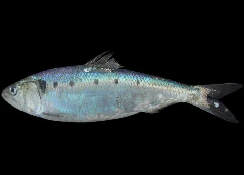 Twaite shad — Hans Hillewaert / Wikimedia Commons / CC BY-SA 4.0