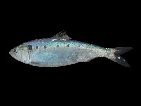 Twaite shad — Hans Hillewaert / Wikimedia Commons / CC BY-SA 4.0