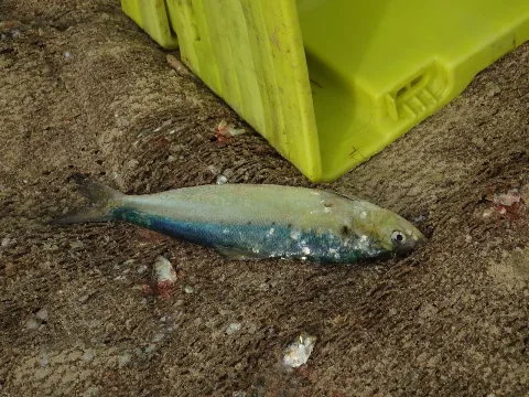 Twaite shad — Duarte Frade / Wikimedia Commons / CC BY 4.0