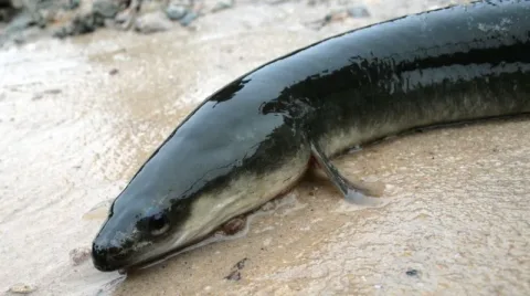 American eel — Clinton &amp; Charles Robertson from RAF Lakenheath, UK &amp; San Marcos, TX, USA &amp; UK / Wikimedia Commons / CC BY 2.0