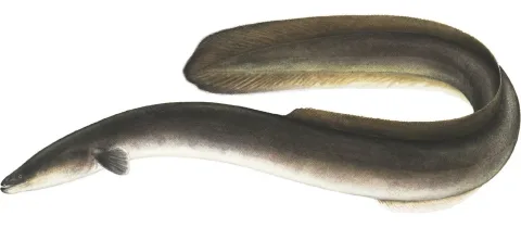 American eel — Ellen Edmonson and Hugh Chrisp / Wikimedia Commons / Public domain