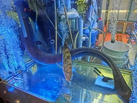 American eel — Eoapwoumyeh / Wikimedia Commons / CC BY-SA 3.0